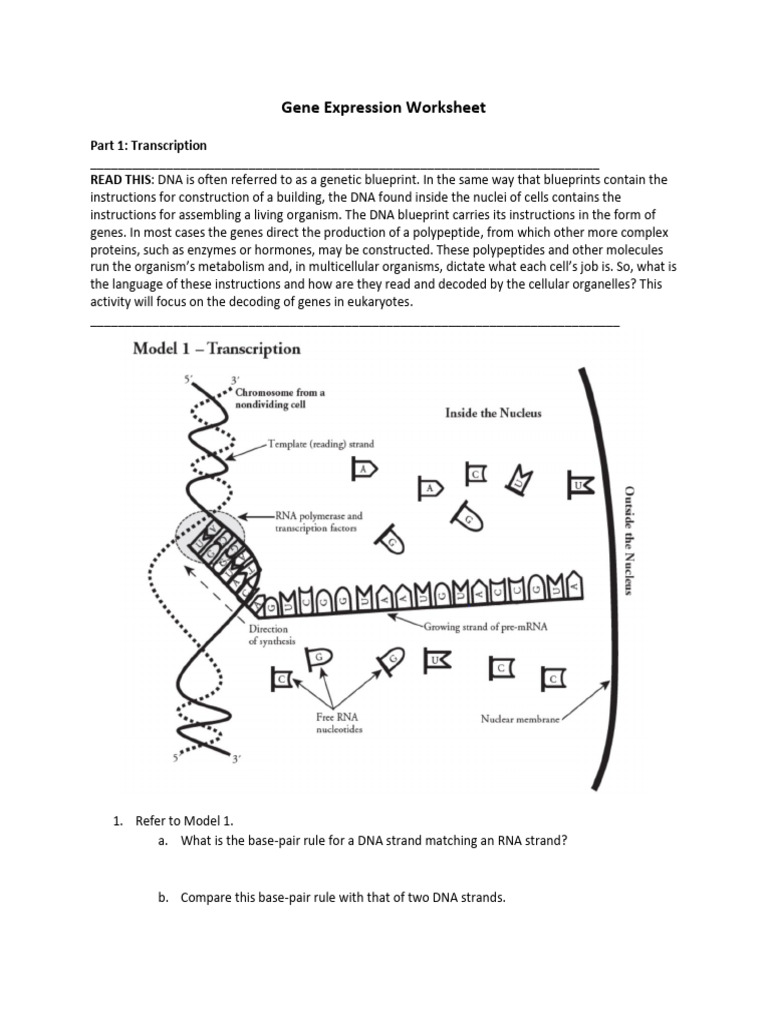 Gene Expression: Transcription & Translation Worksheet | PDF ...