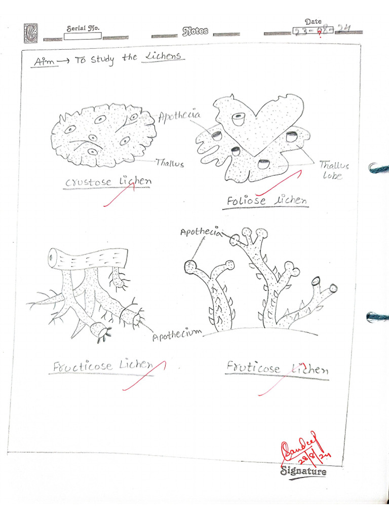 Lichen | PDF