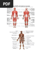 Sistema Muscular