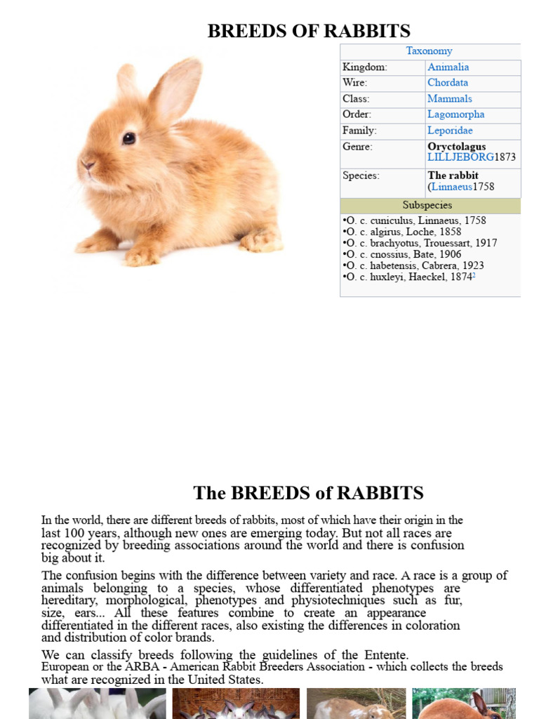 4a. Rabbit Breeds.pptx | PDF | Mammals As Pets