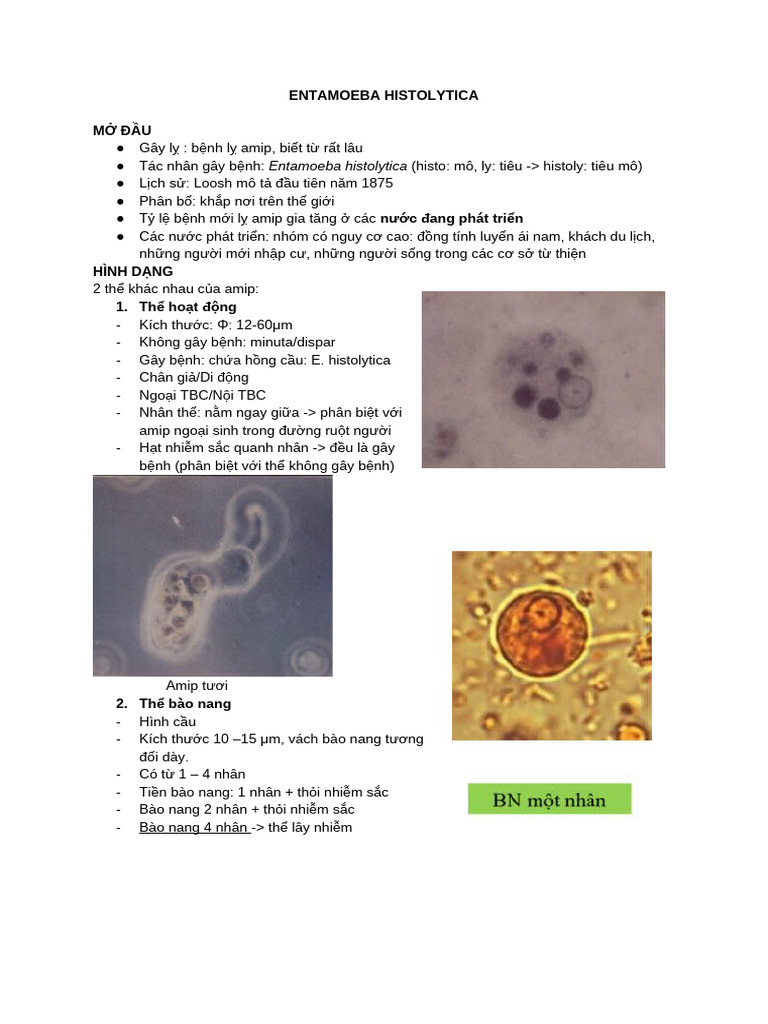 Entamoeba Histolytica | PDF