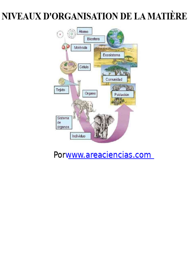 Niveaux d'organisation de la matière | PDF | Atomes | Matière