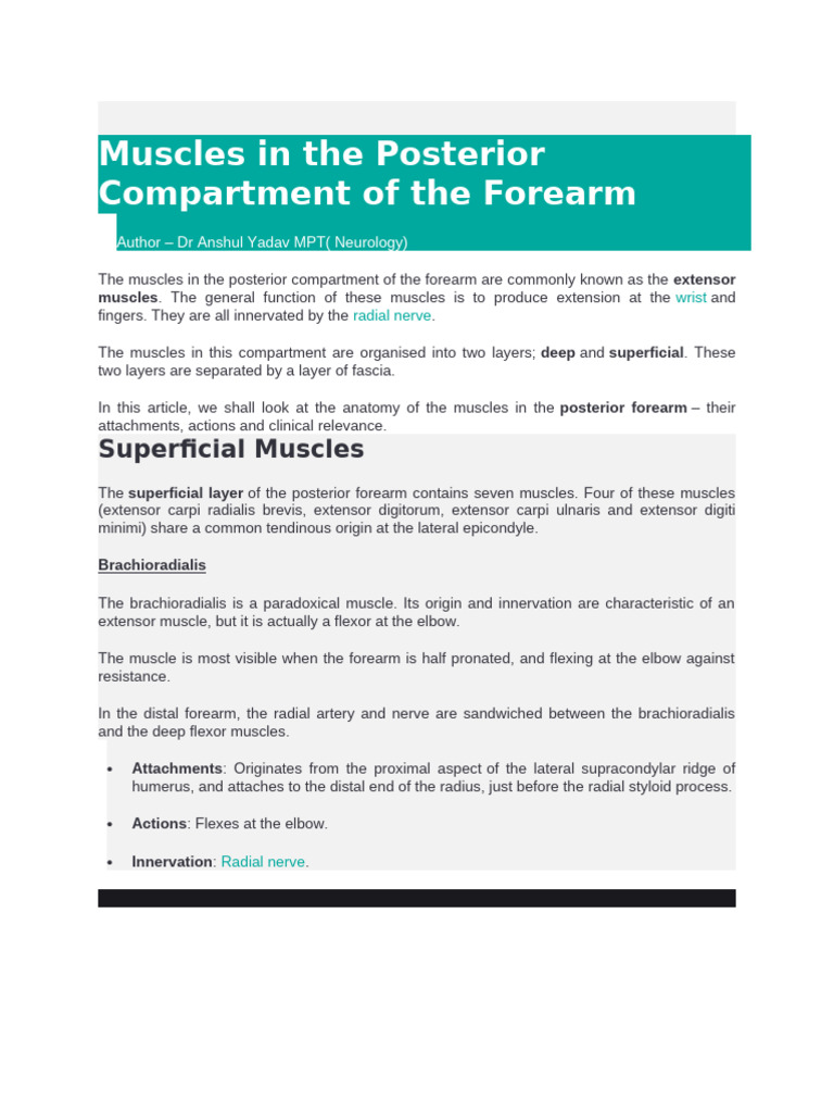 Anatomy of Forearm Extensor Muscles | PDF | Thumb | Finger