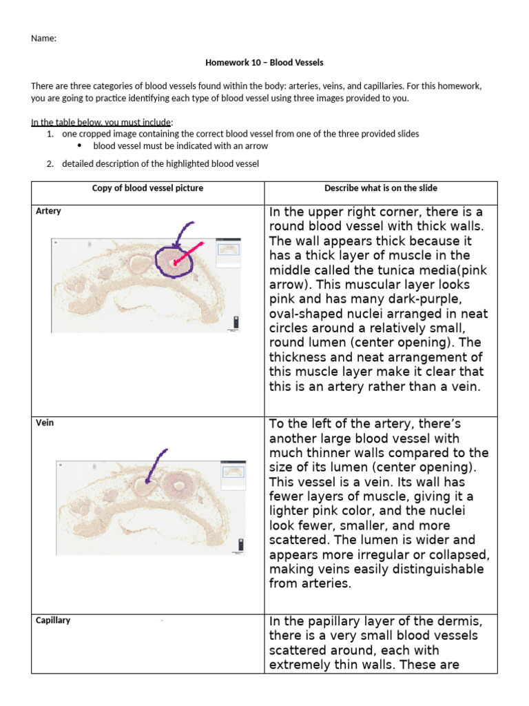 HW10 copy | PDF | Vein | Artery
