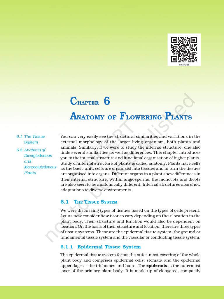 Anatomy of Flowering Plants NCERT | PDF | Leaf | Plant Stem