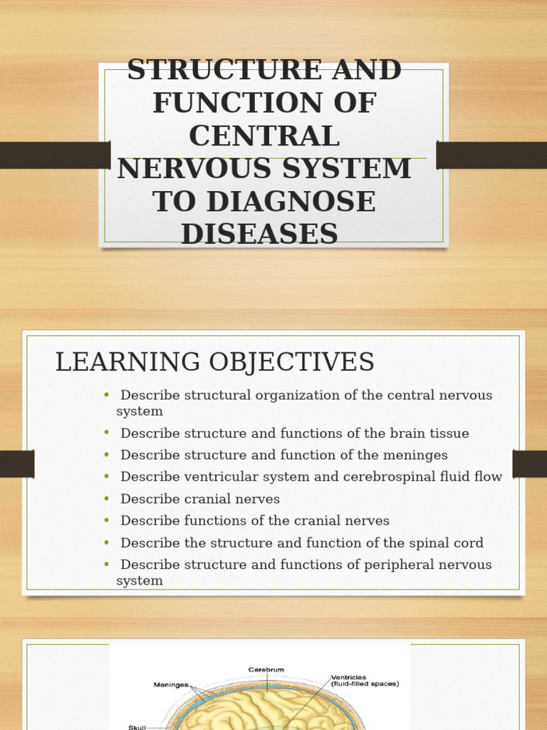 CNS Structure and Function Overview | PDF | Cerebrospinal Fluid ...