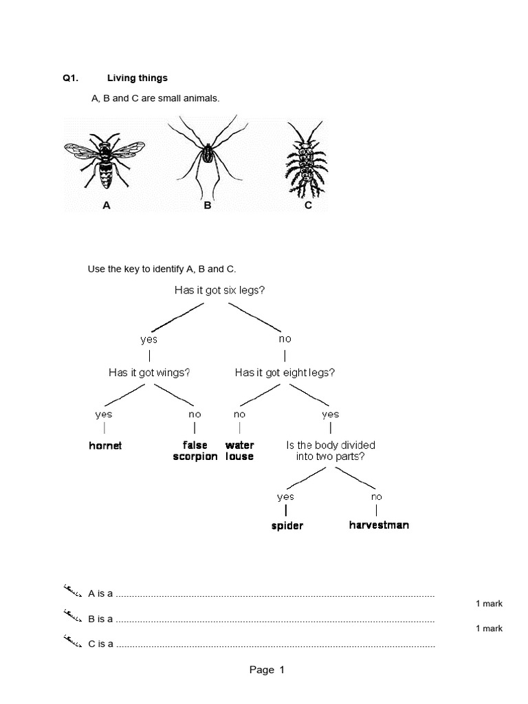 Using Keys To Classify | PDF