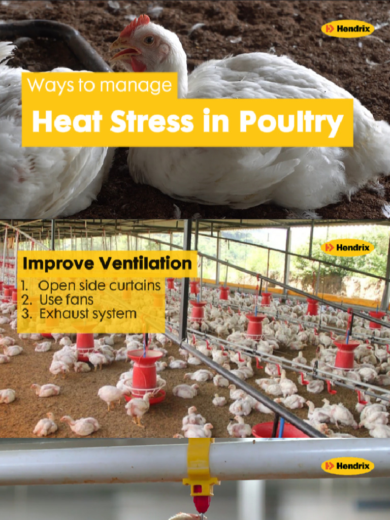 Managing Heat Stress in Poultry | PDF