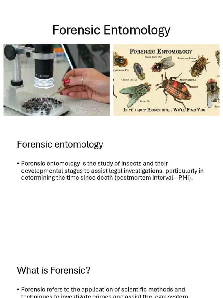 Forensic Entomology: Insects in Crime Solving | PDF | Forensic Science ...