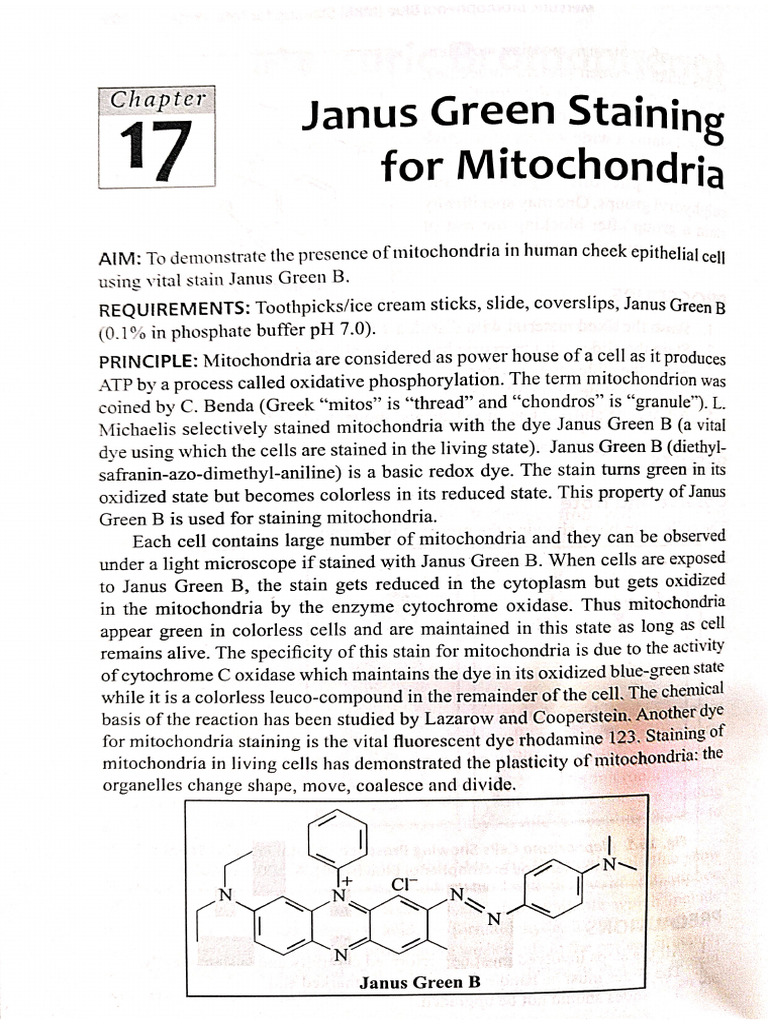 Staining Techniques PDF | PDF