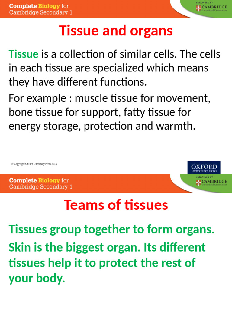 Tissue and Organs | PDF