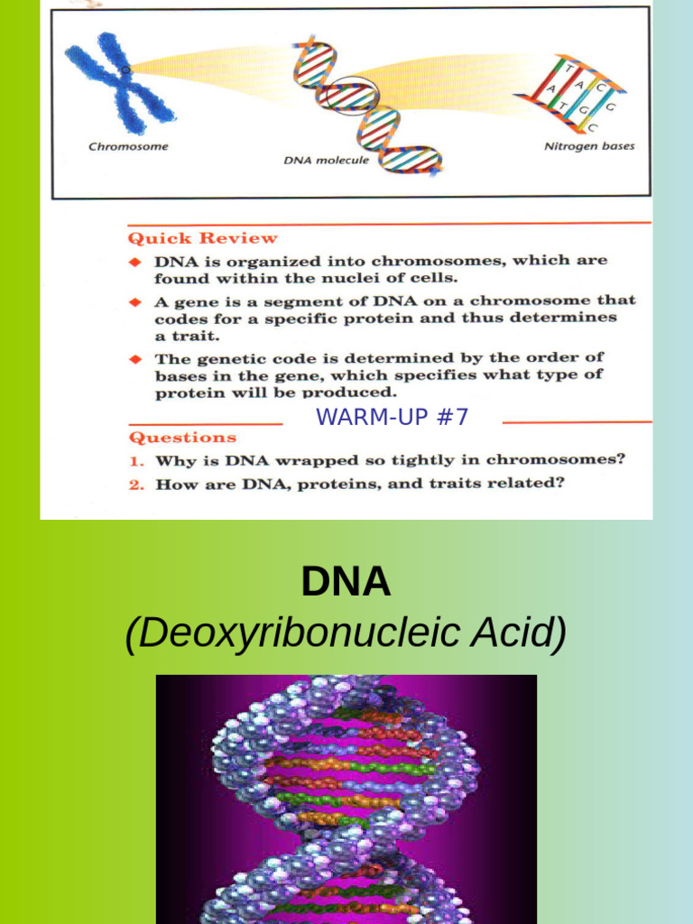 Understanding DNA Structure and Function | PDF | Dna | Translation ...