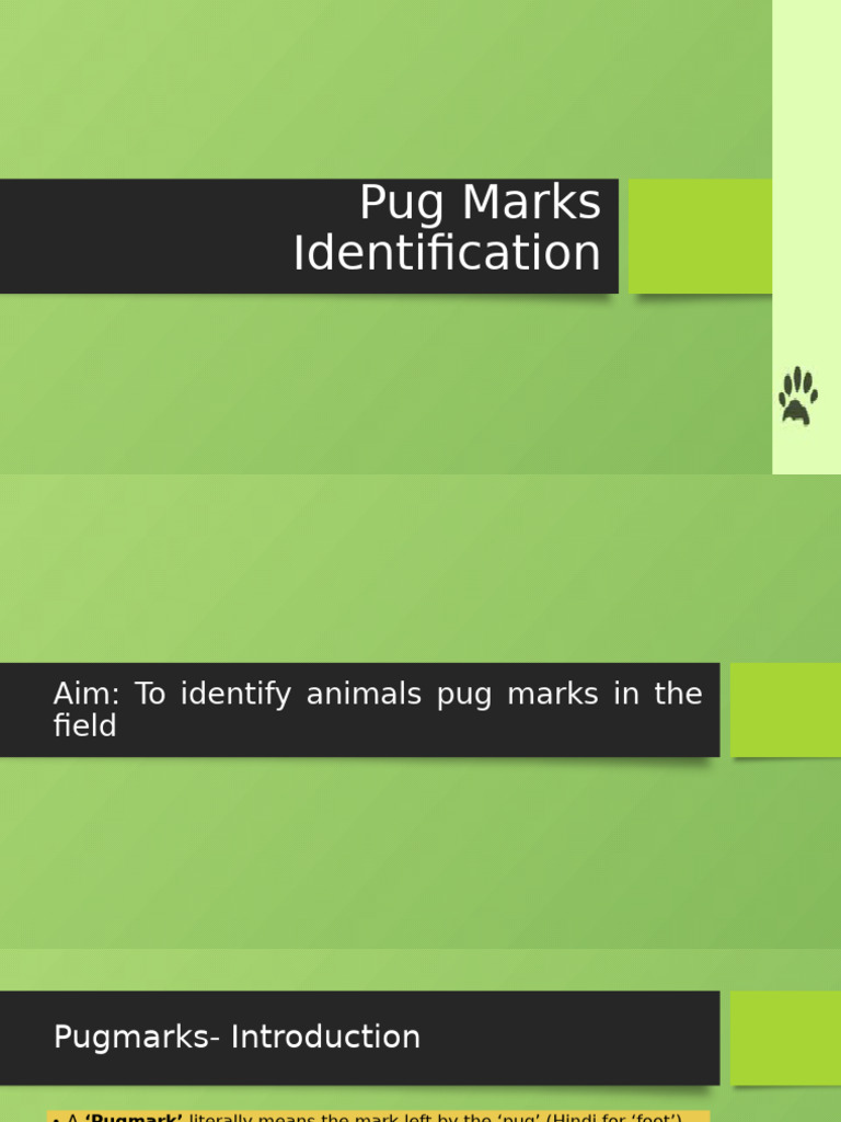 Identifying Animal Pug Marks Guide | PDF | Canidae | Rodent