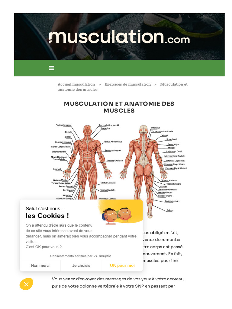 Anatomie des muscles et leur fonctionnement | PDF | Muscle | Anatomie