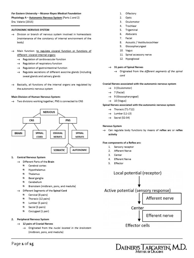 Autonomic Nervous System Overview | PDF | Acetylcholine | Motor Neuron
