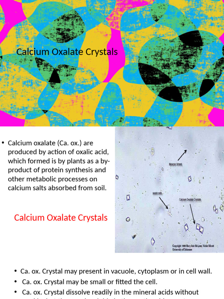 Understanding Calcium Oxalate Crystals | PDF