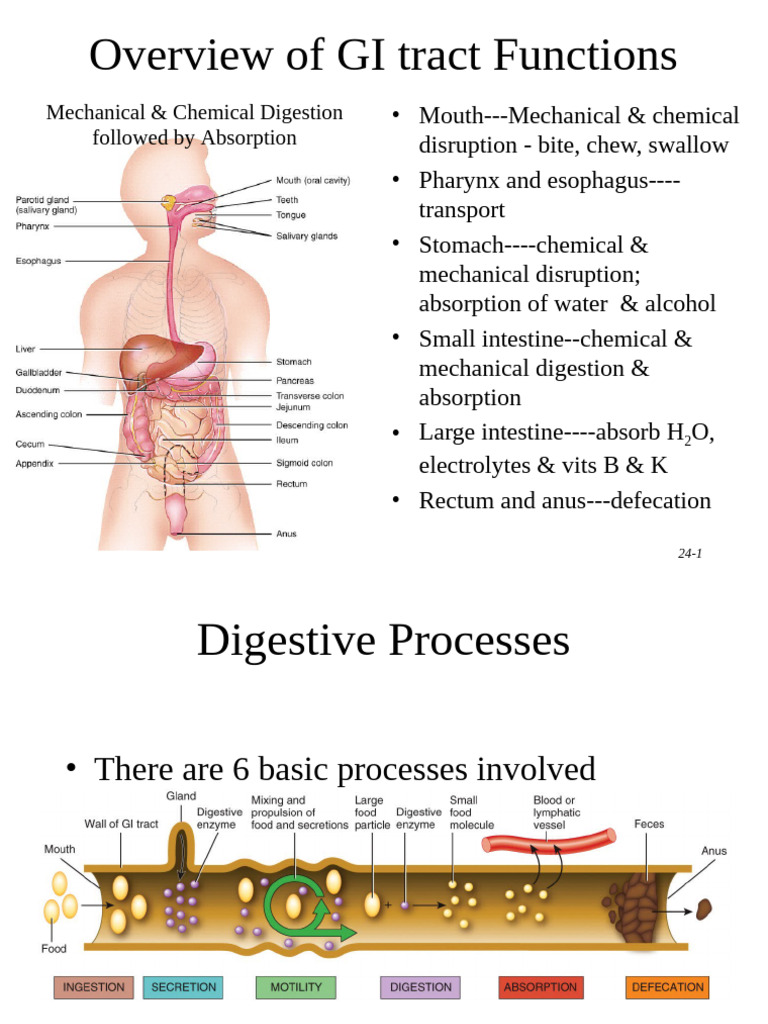 Functions and Anatomy of the GI Tract | PDF | Stomach | Digestion