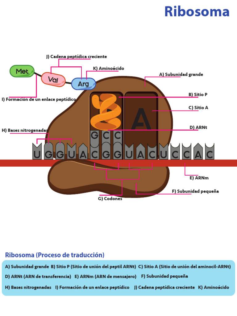 Ribosoma | PDF