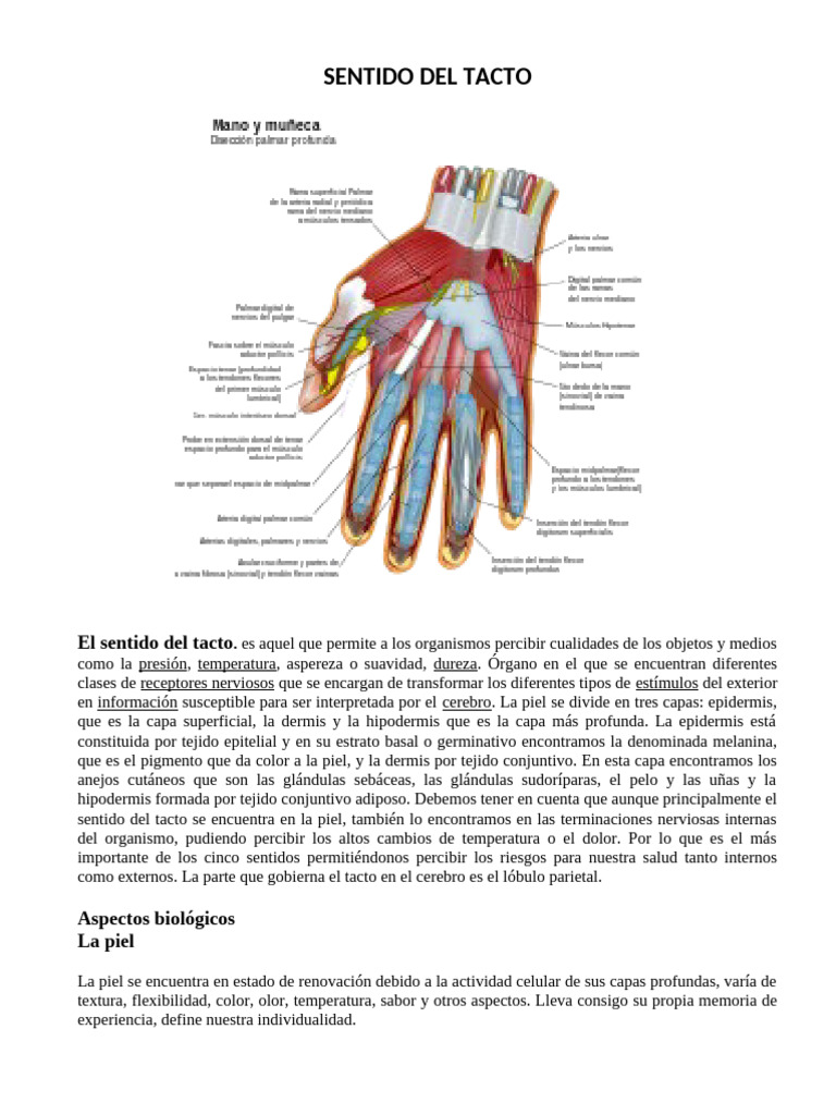 Funciones y Receptores del Tacto | PDF | Sistema nervioso | Anatomía