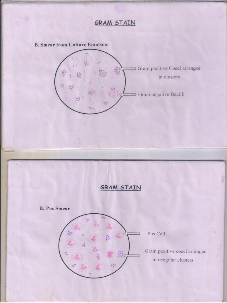 Staining Diagrams | PDF