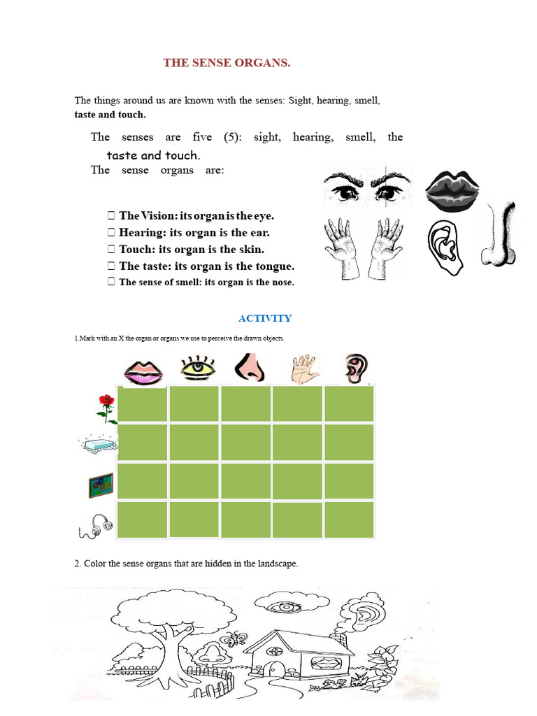 The Organs of The Senses | PDF