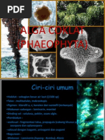 Download Alga Coklat Phaeophyceae by Solihin Elleh SN95827522 doc pdf