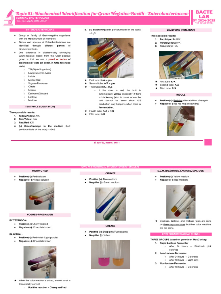 Bacte Lab - F 1 | PDF | Microbiology | Gram Negative Bacteria