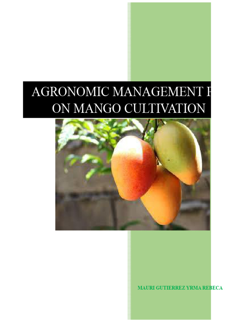 Agronomic Plan for Mango Cultivation | PDF | Pruning | Fertilizer