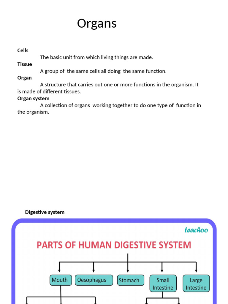 Overview of Organ Systems and Functions | PDF | Tissue (Biology ...
