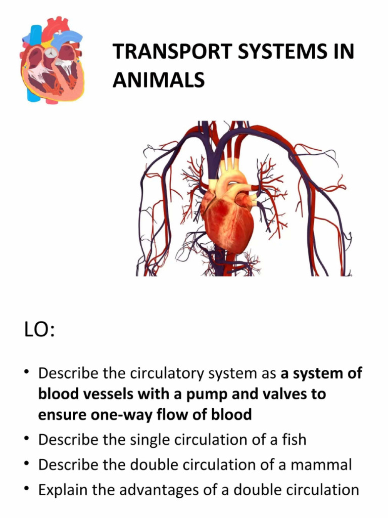 Transport Systims in Animals | PDF