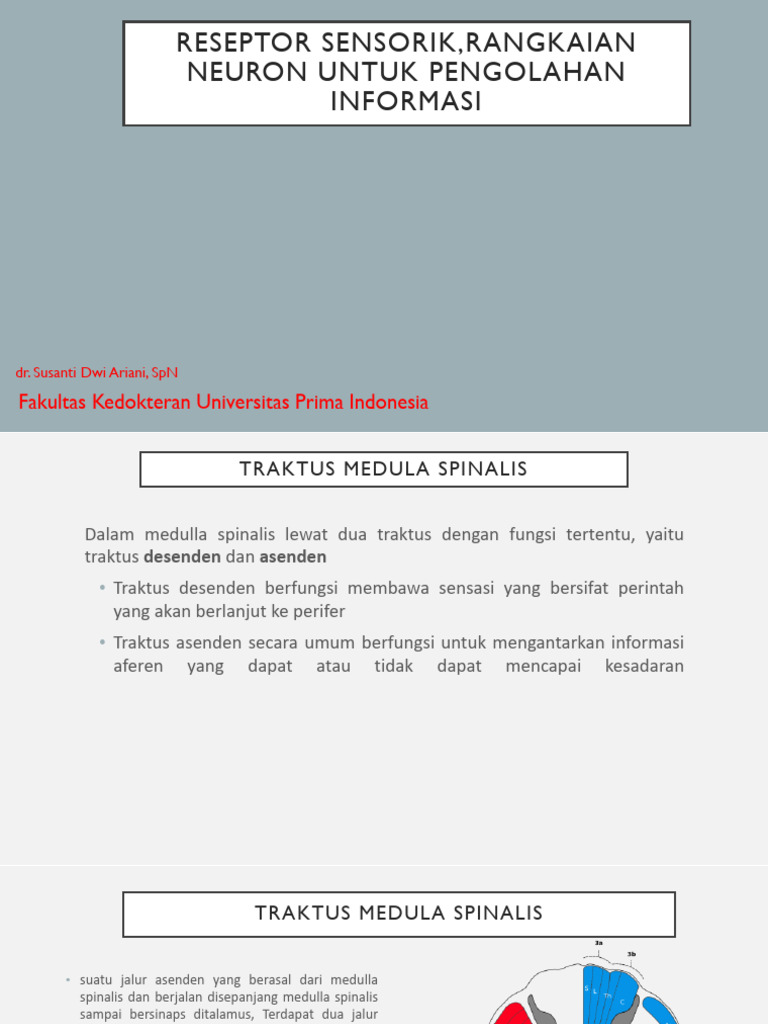 Sistem Sensorik | PDF