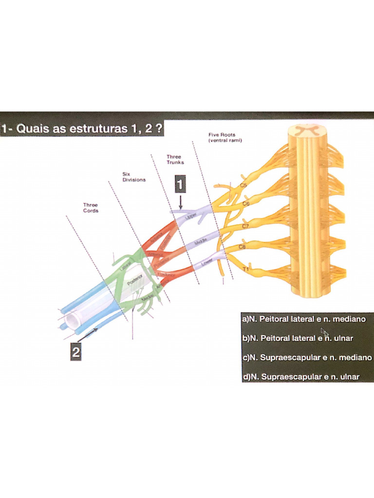 Anatomia Aplicada - KTC | PDF