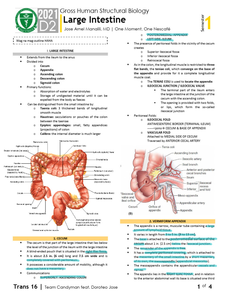 GROSS - 1S16 - Large Intestine | PDF | Large Intestine | Abdomen