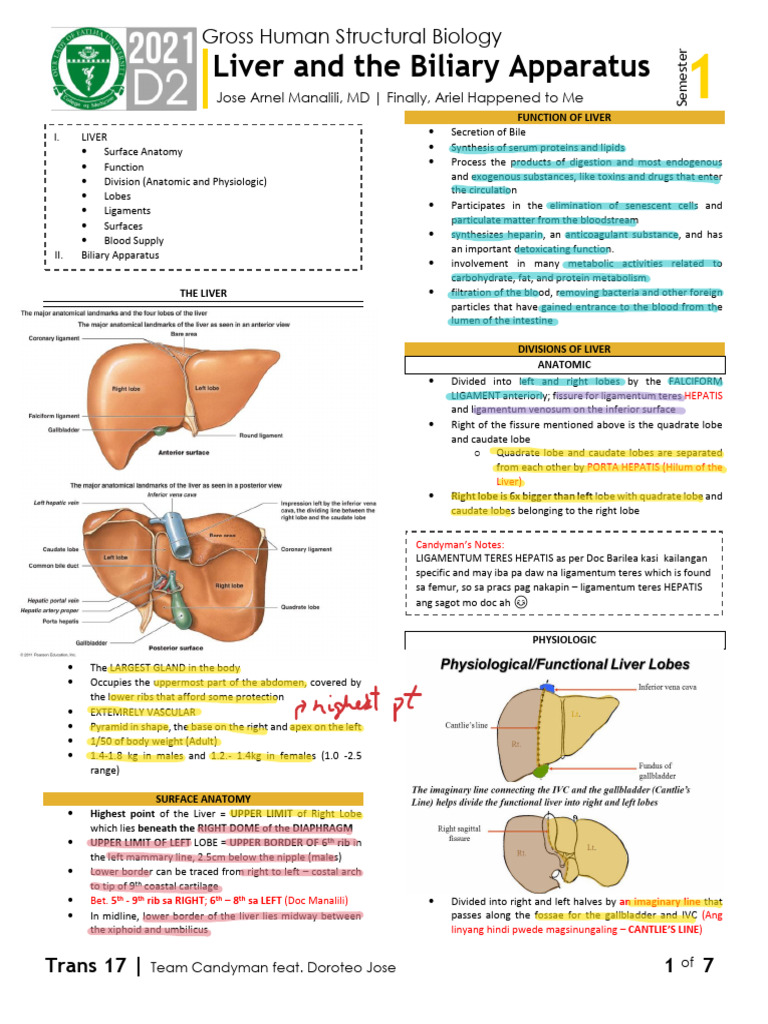 GROSS - 1S17 - Liver and Biliary Apparatus | PDF | Liver | Gallbladder