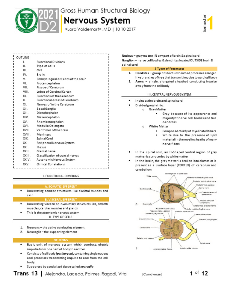 Gross Human Structural Biology Overview | PDF | Cerebrum ...