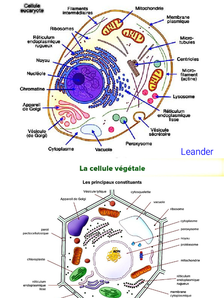 Structure et Fonction de la Cellule | PDF | Membrane cellulaire ...