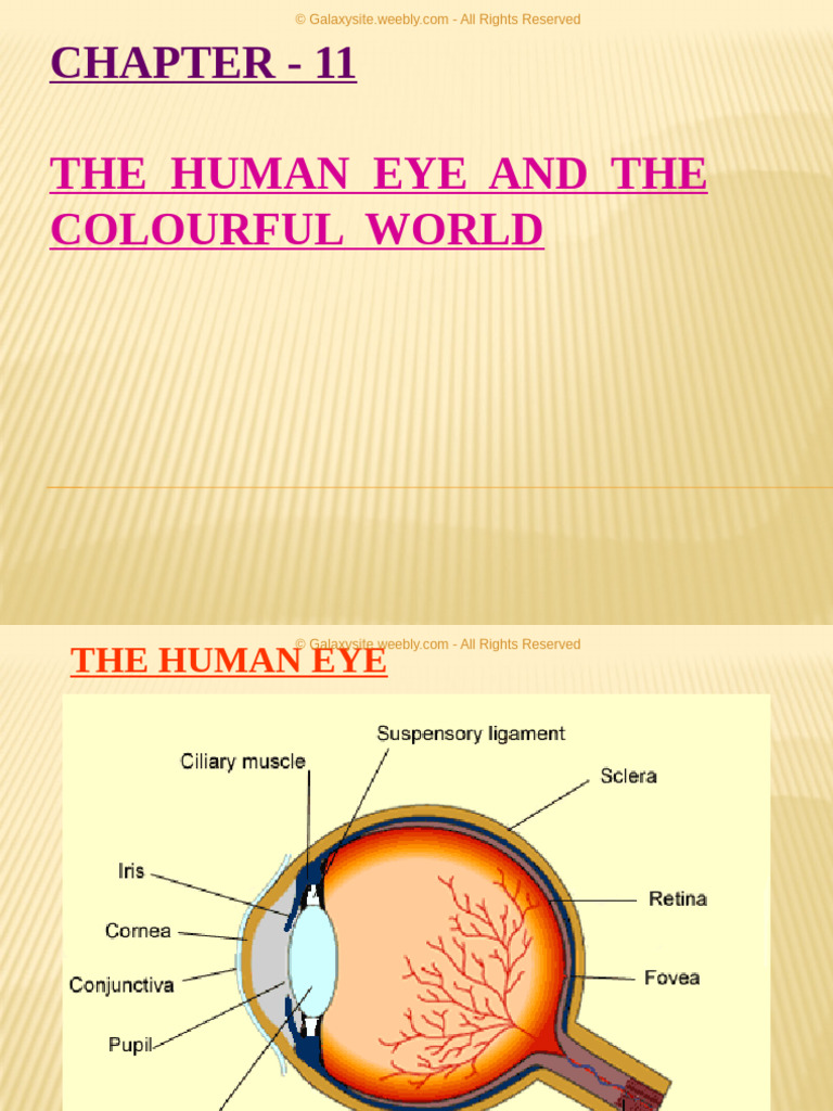 Human Eye Function and Light Refraction | PDF | Sunset | Eye