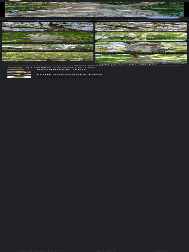 American Sycamore Tree Overview | PDF