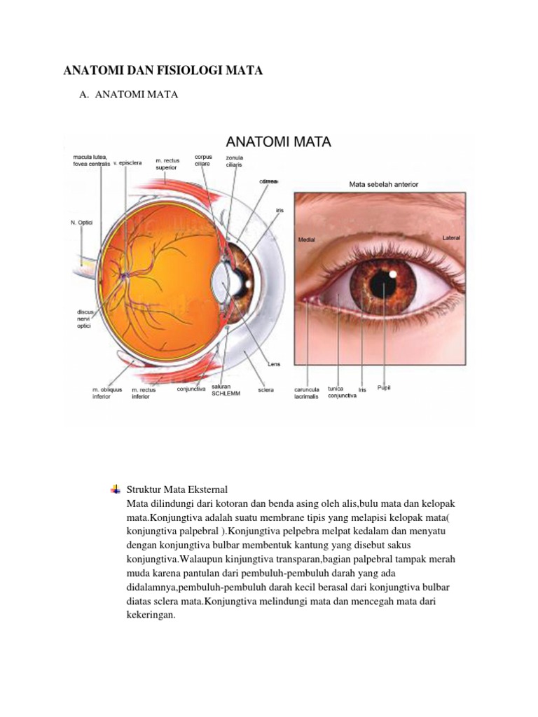 Unduh 75 Gambar Fisiologi Mata Paling Baru 