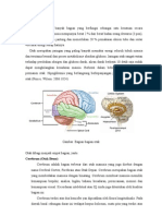 Anatomi Otak Dan Nervus