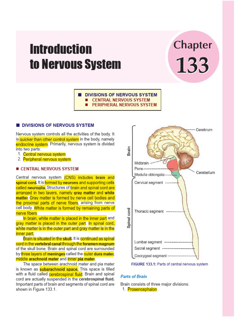 Overview of Nervous System Divisions | PDF | Neuron | Axon