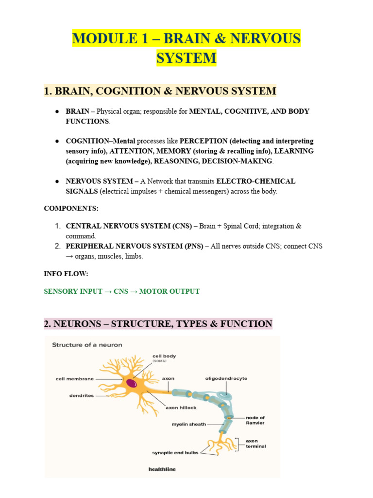 Brain and Nervous System Overview | PDF | Neuron | Neurotransmitter