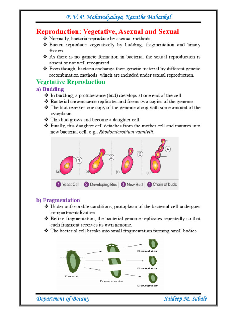 Reproduction in Bacteria | PDF | Sexual Reproduction | Bacteria