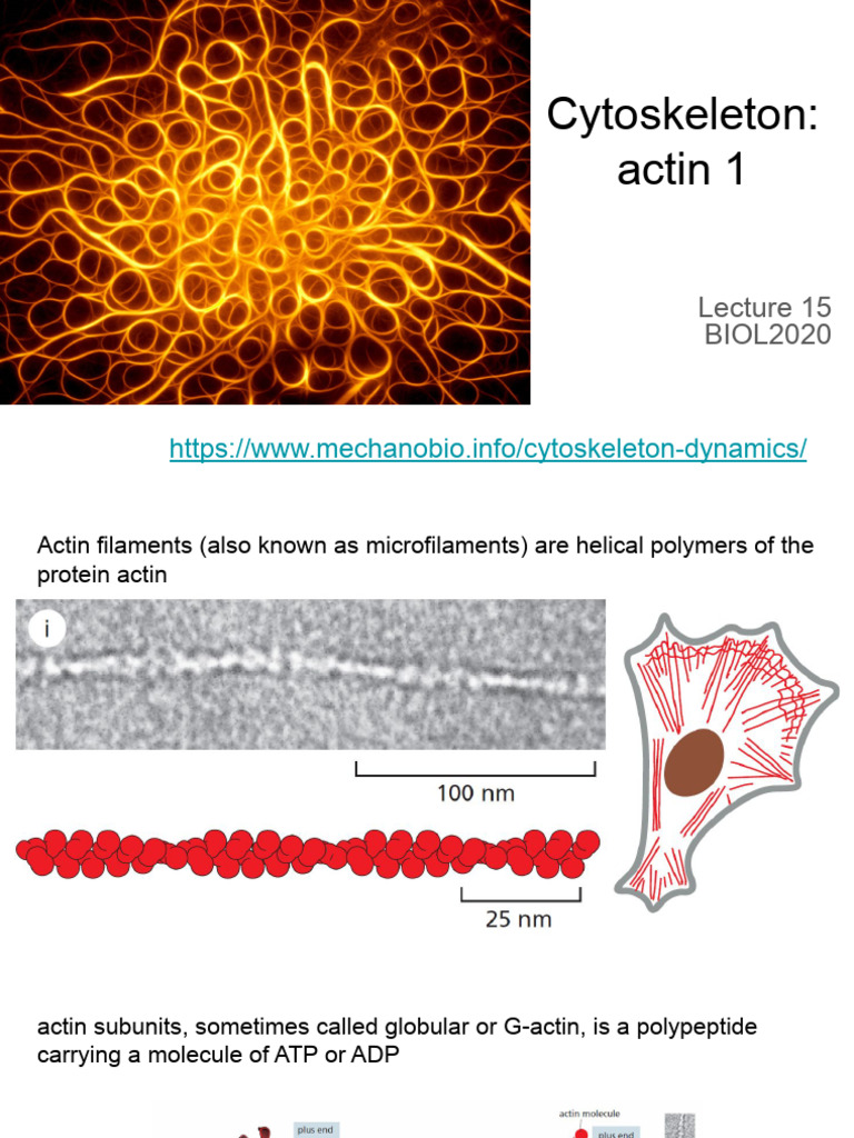 Actin Filaments: Structure and Dynamics | PDF | Actin | Cytoskeleton