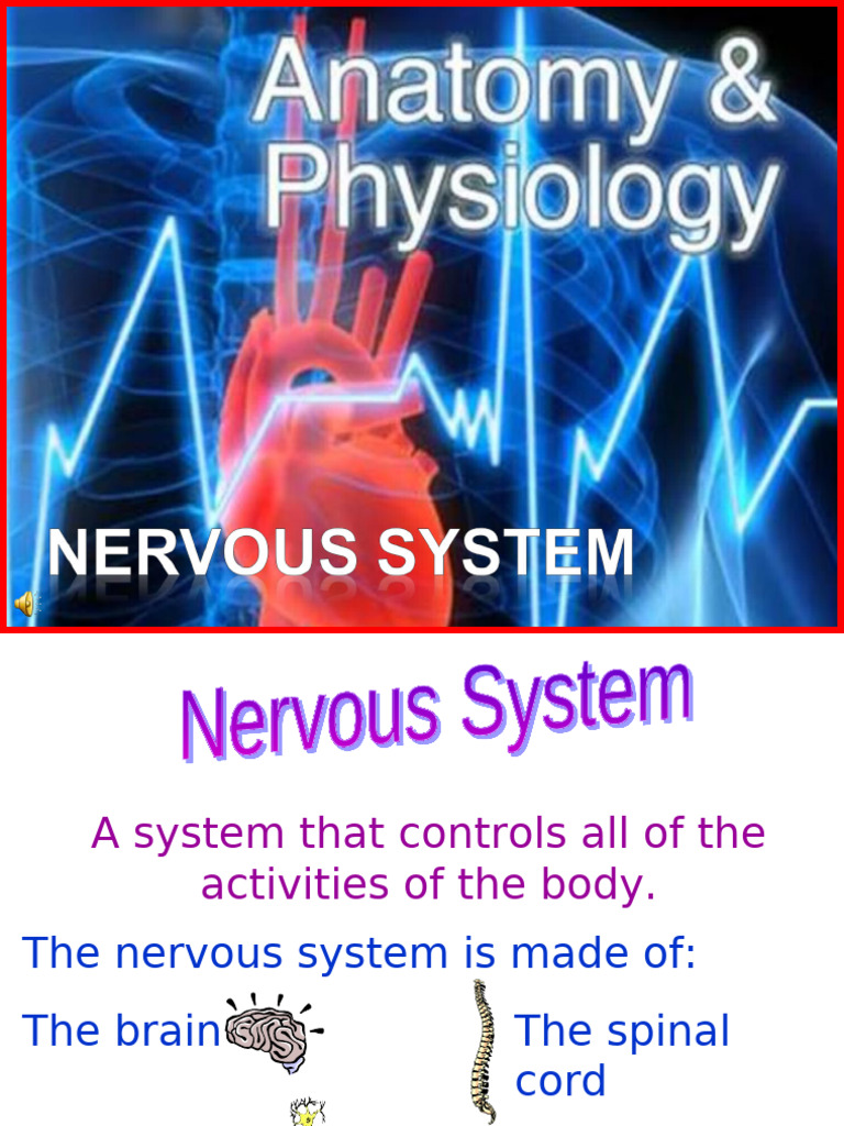 Overview of the Nervous System Functions | PDF | Neuron | Axon