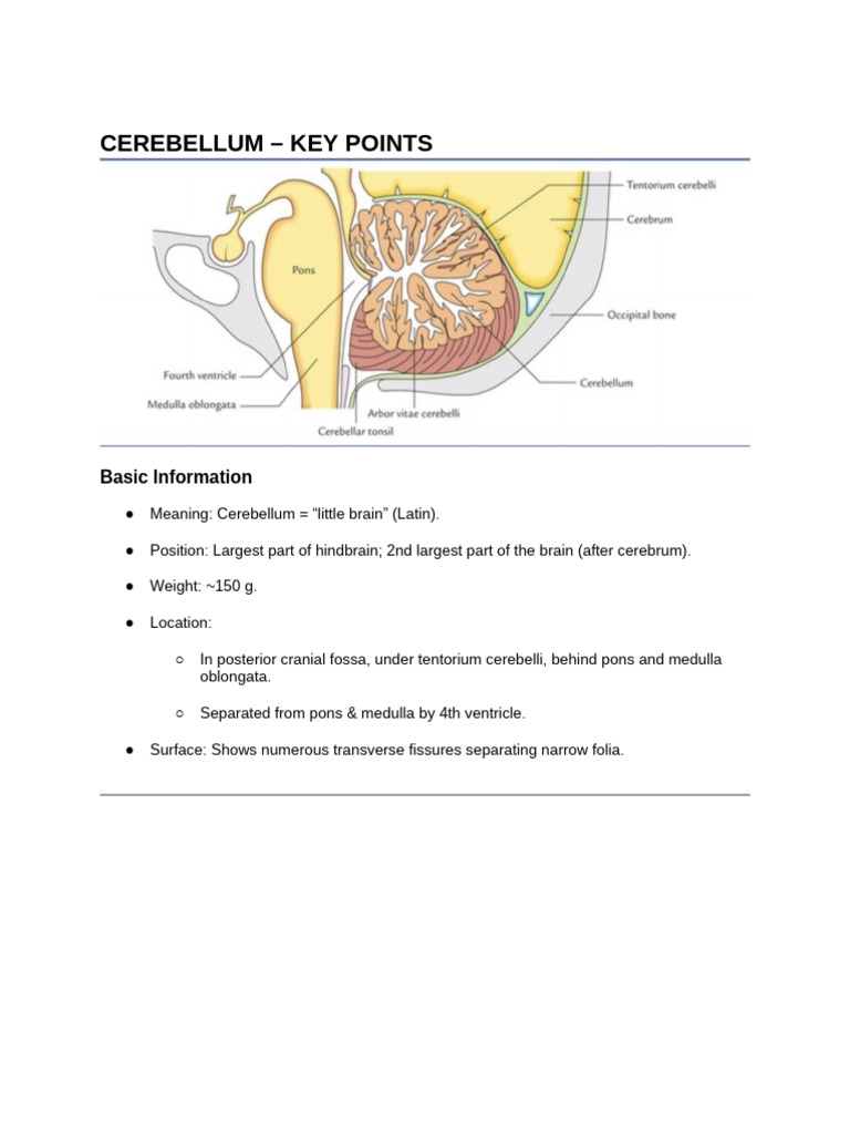 Cerebellum: Functions, Anatomy, and Lesions | PDF | Cerebellum | Human ...