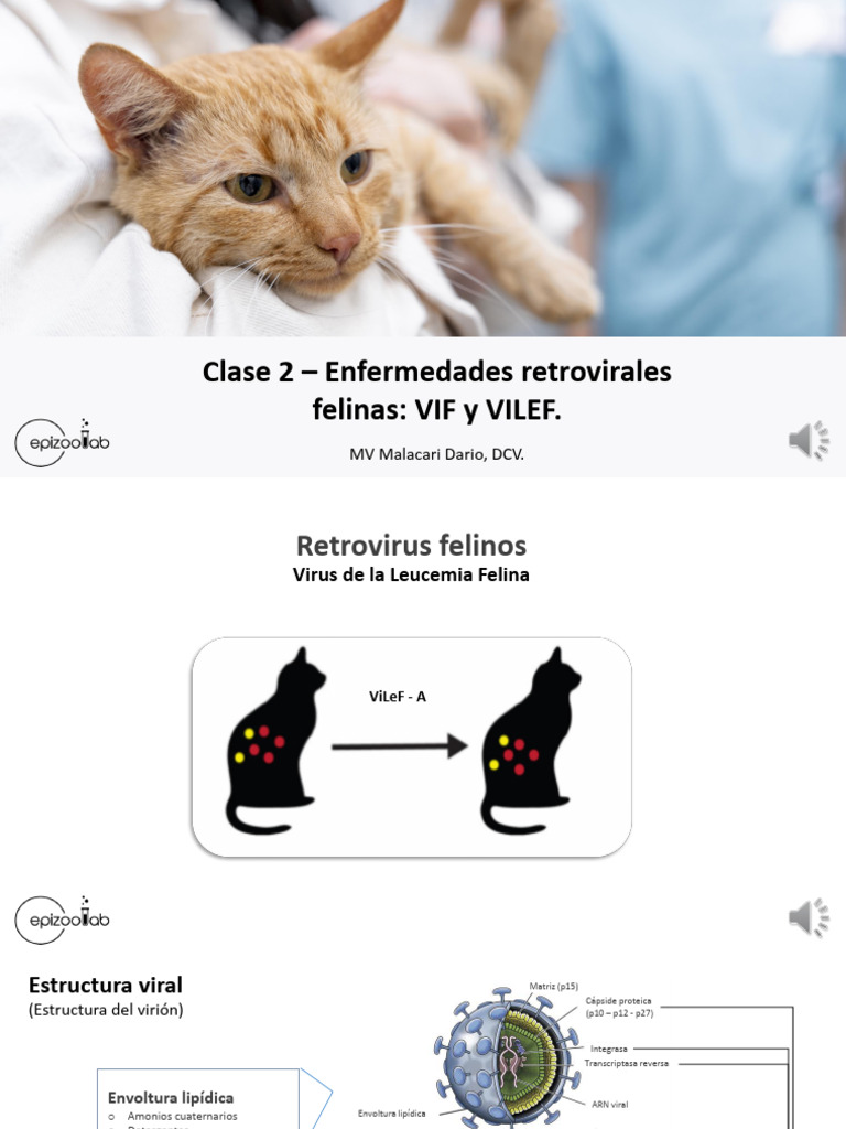 Enfermedades retrovirales felinas: VIF y VILEF | PDF | Virus | Sistema ...