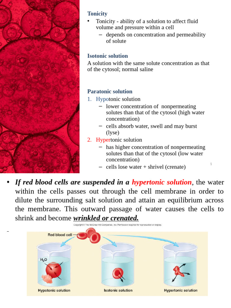 6 (II) Tonicity | PDF | Saline (Medicine) | Cell Biology