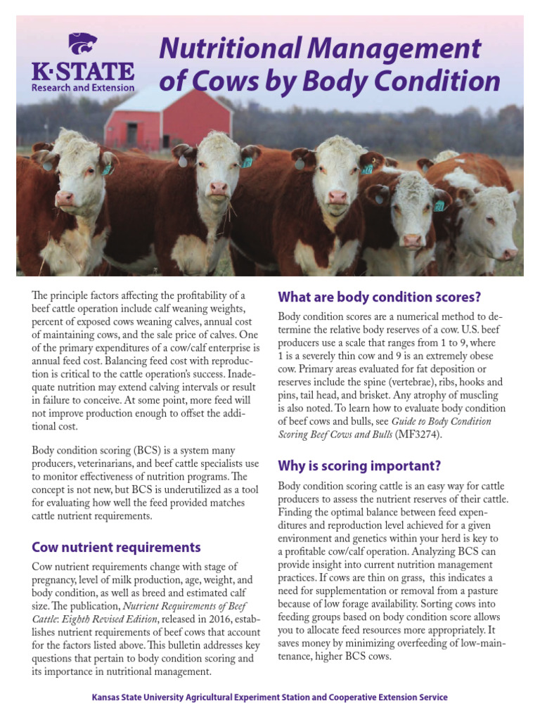 Optimizing Beef Cattle Nutrition with BCS | PDF | Cattle | Weaning