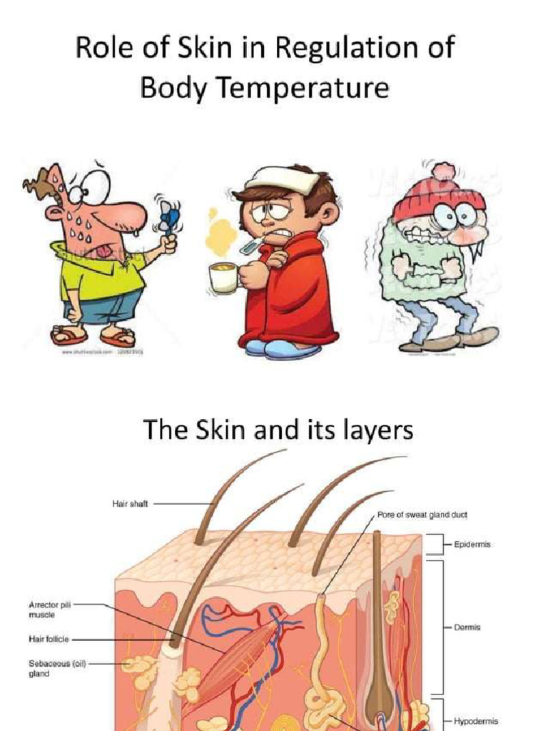Temperature Regulation of The Body | PDF